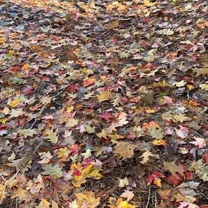 Meet your Posher, Hamed